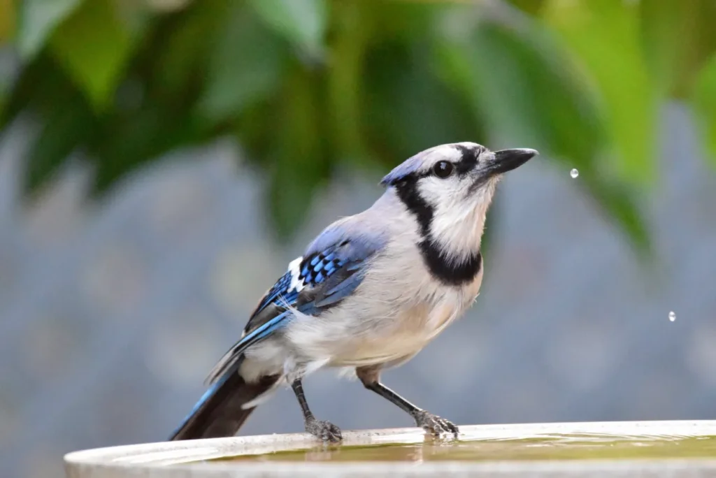Life Cycle of a Bird