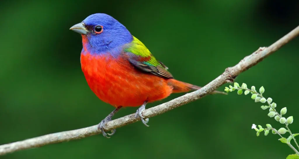 Life Cycle of a Bird