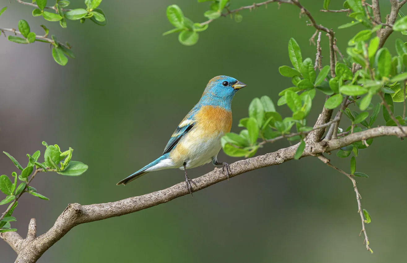 Life Cycle of a Bird