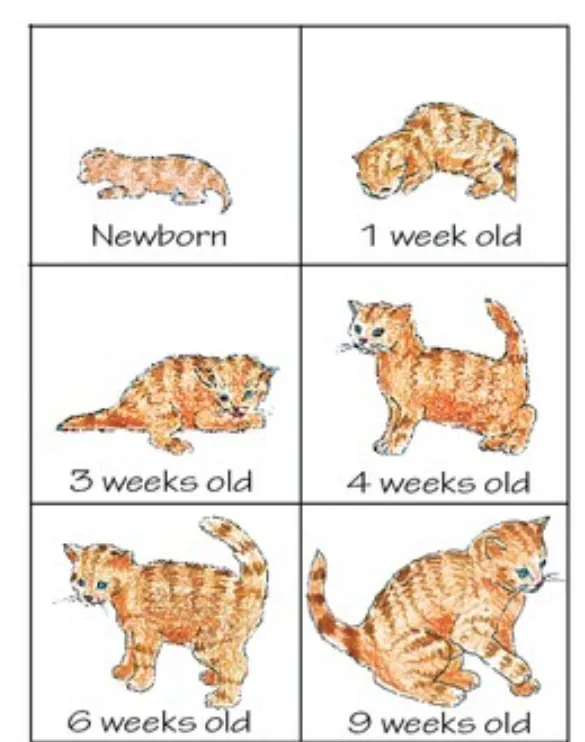 Life Cycle of a Cat