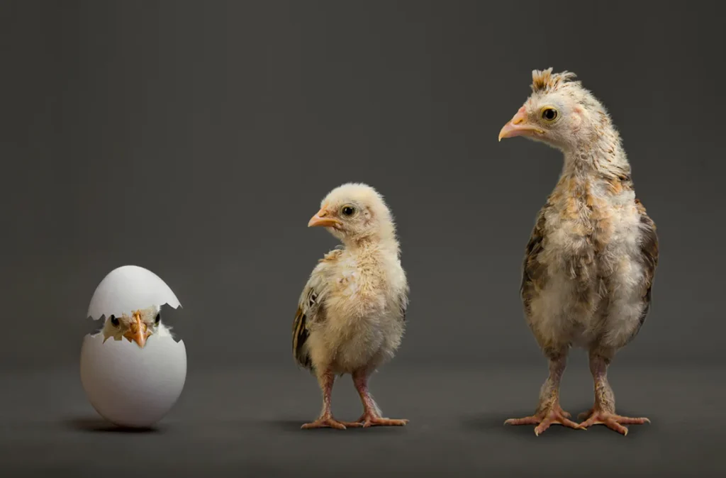 Life Cycle of a Chick