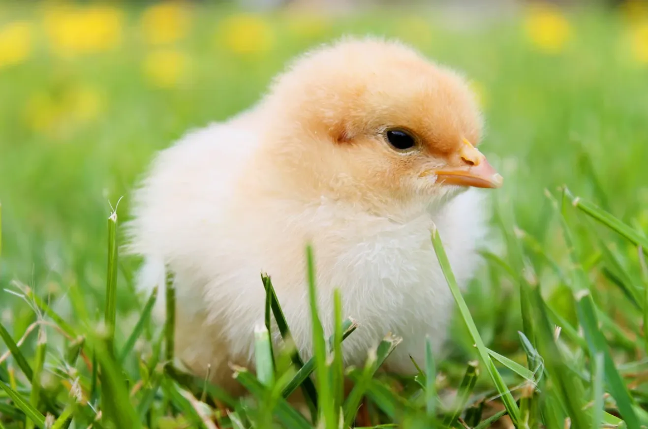 Life Cycle of a Chick