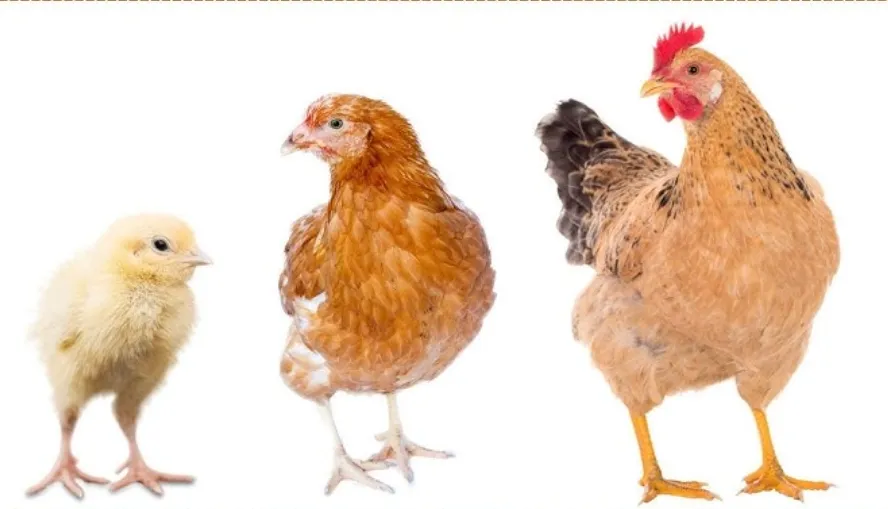 Life Cycle of a Chick