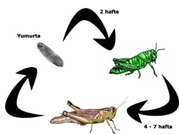 Life Cycle of a Grasshopper