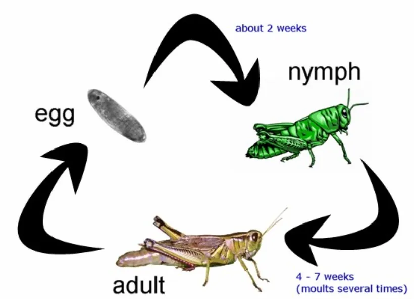 Life Cycle of a Grasshopper