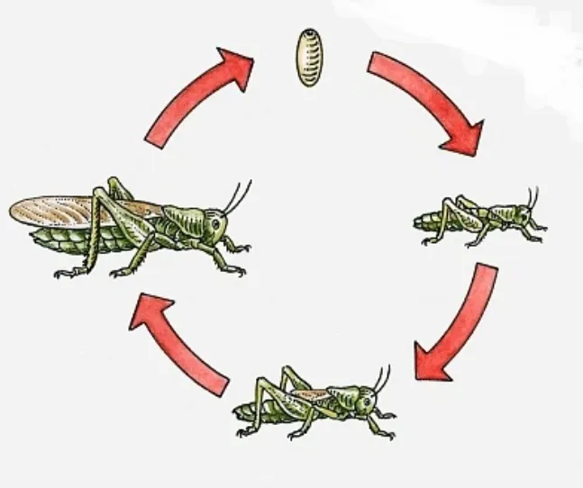 Life Cycle of a Grasshopper