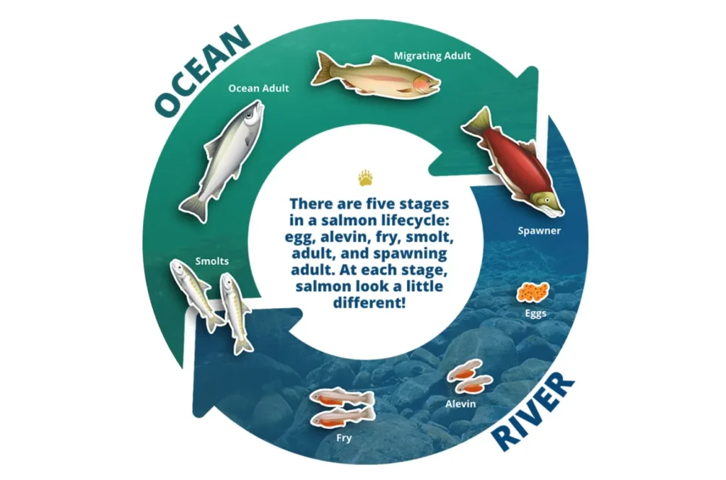 Life Cycle of a Salmon