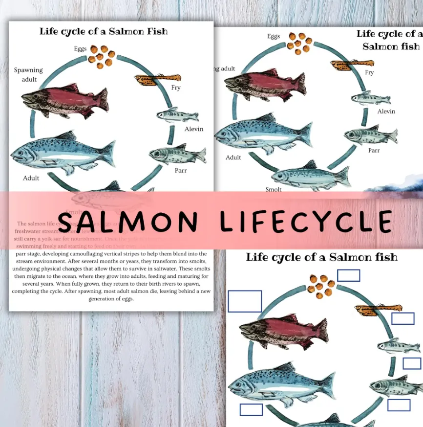 Life Cycle of a Salmon