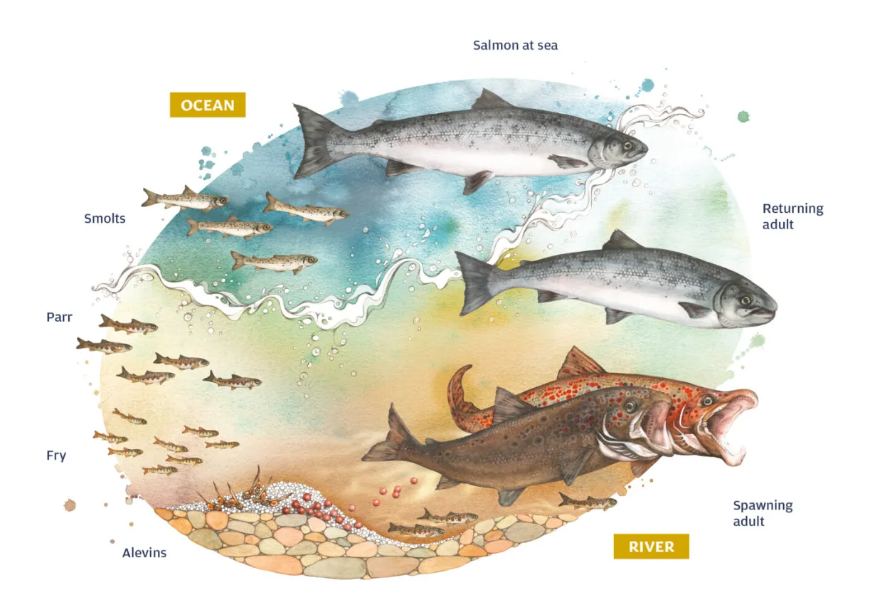 Life Cycle of a Salmon