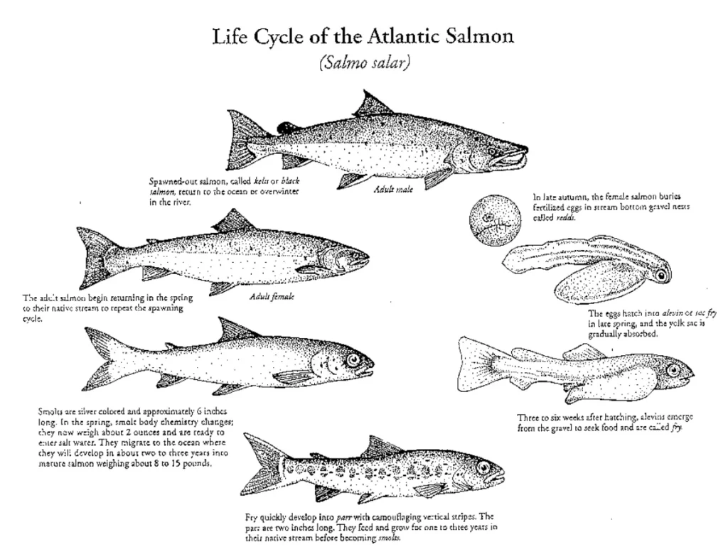 Life Cycle of a Salmon