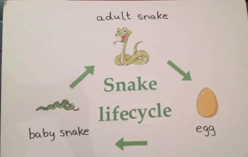 Life Cycle of a Snake
