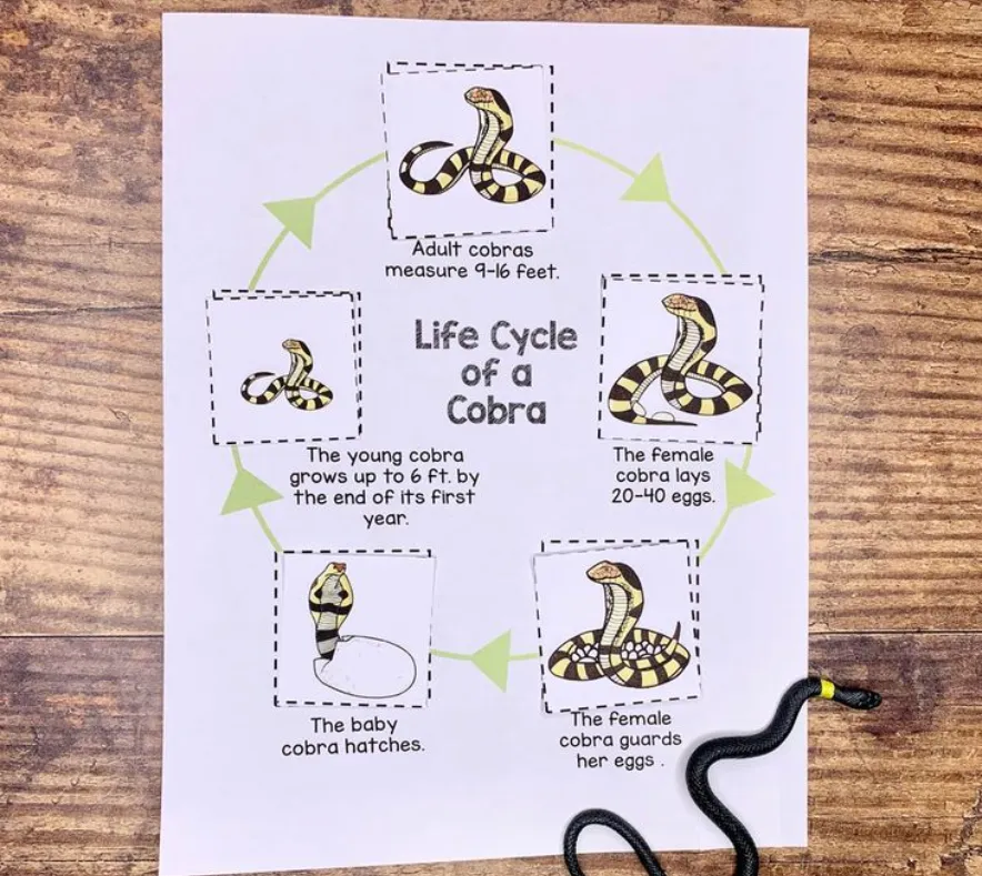 Life Cycle of a Snake