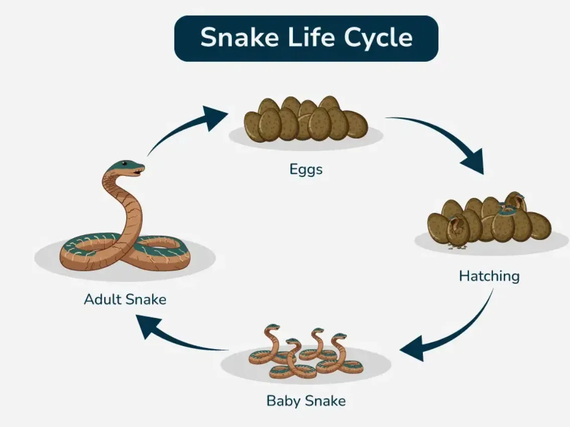 Life Cycle of a Snake