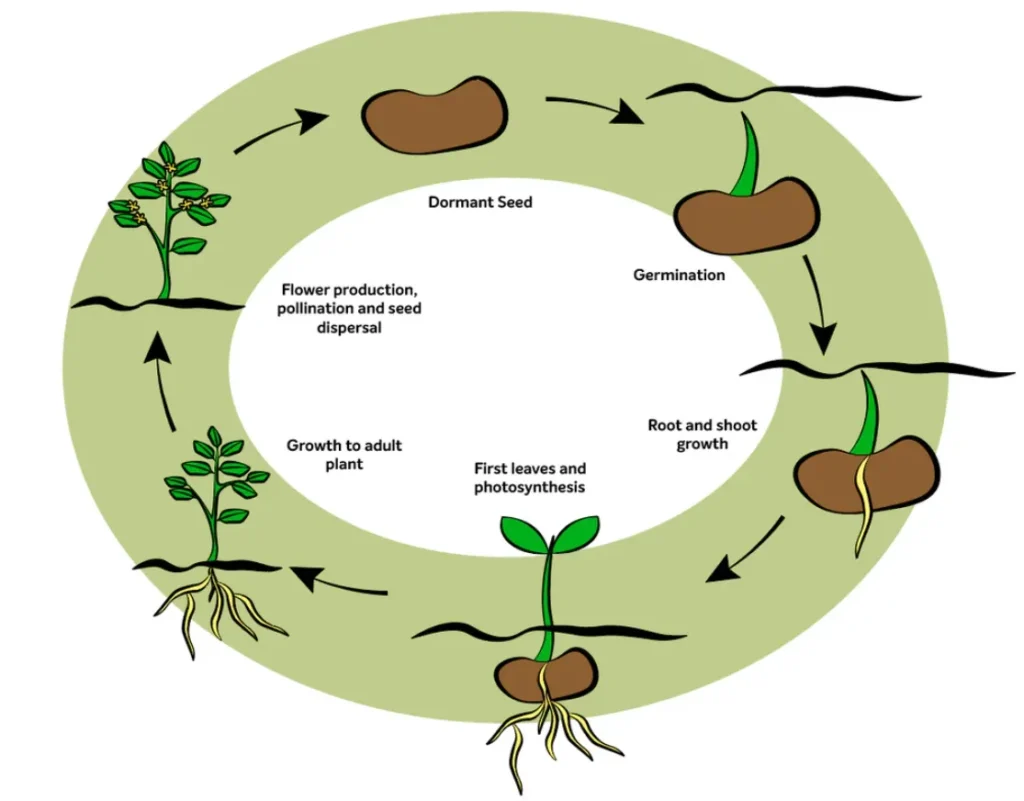 Plant Life Cycle