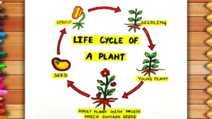 The Complete Plant Life Cycle for Kids: Easy Stages, Fun Facts & Simple Guide