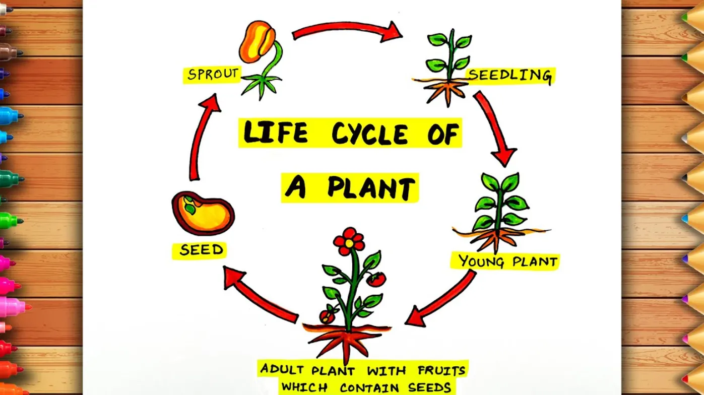 Plant Life Cycle