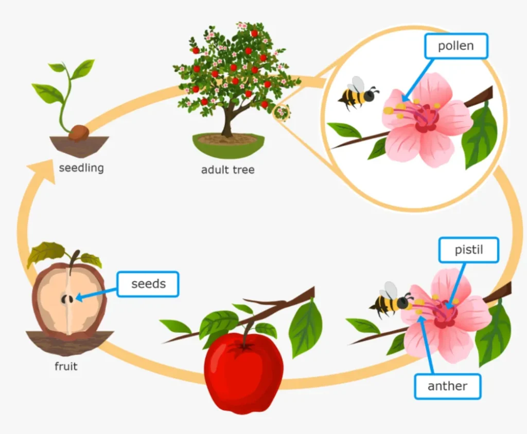 Plant Life Cycle