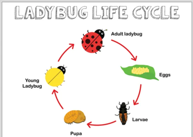 The Complete Ladybeetle Life Cycle Guide From Tiny Eggs to Powerful Garden Protectors
