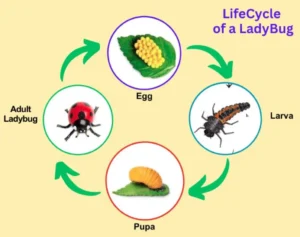 The Complete Ladybeetle Life Cycle Guide: From Tiny Eggs to Powerful Garden Protectors