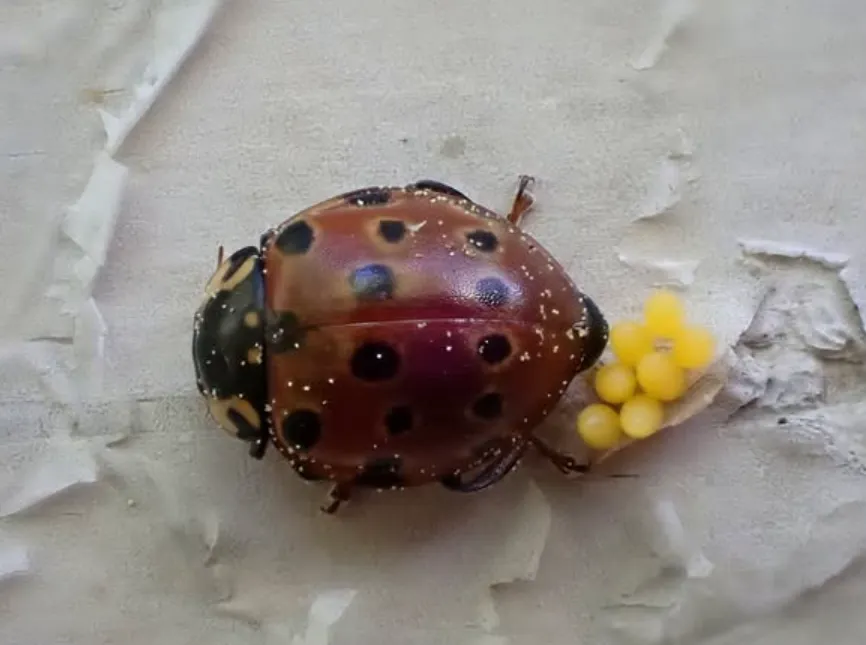 Lady Beetle Life Cycle