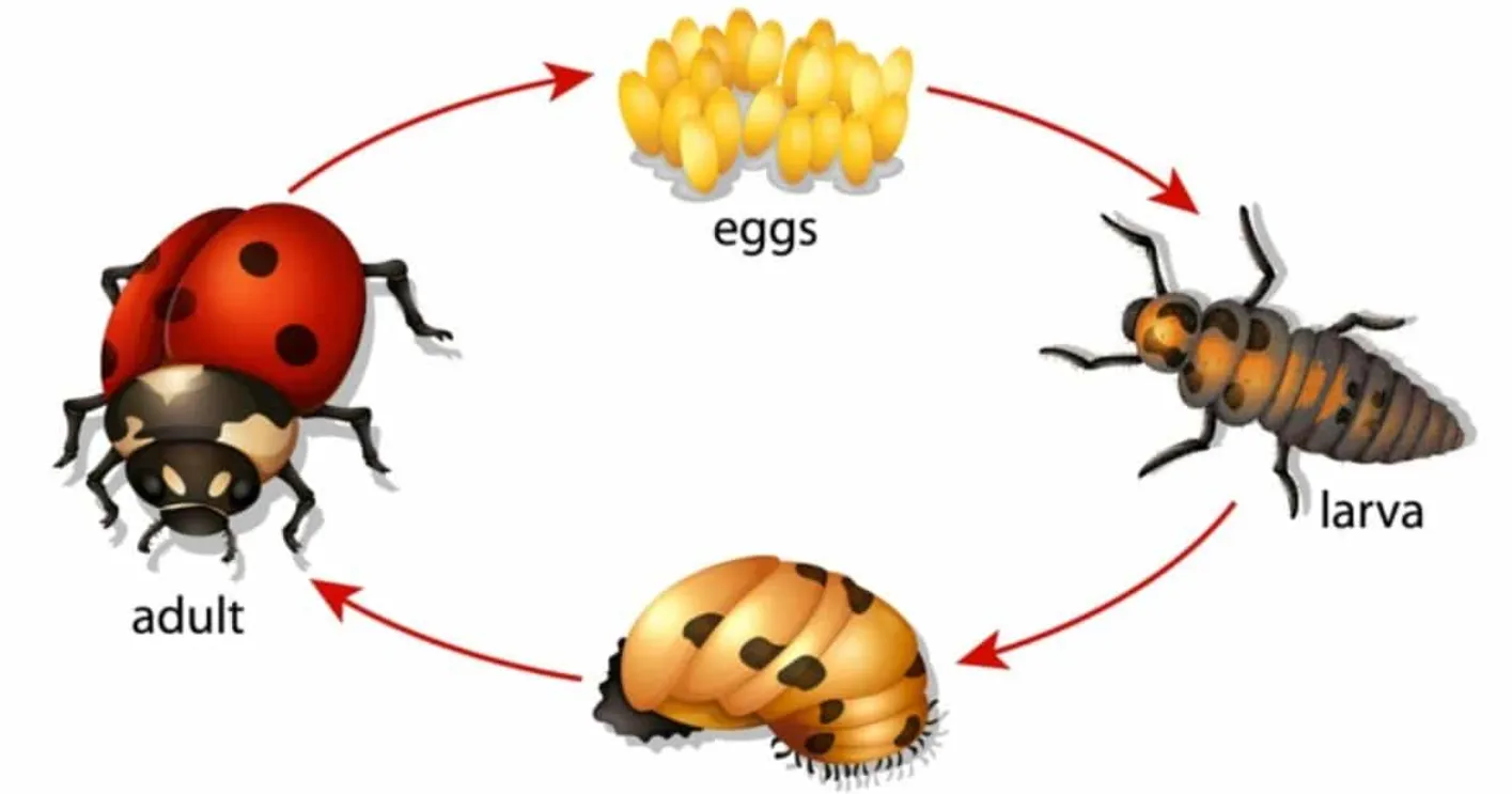 Lady Beetle Life Cycle