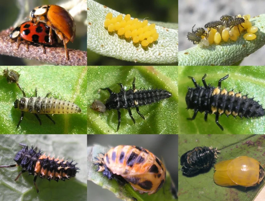 Lady Beetle Life Cycle