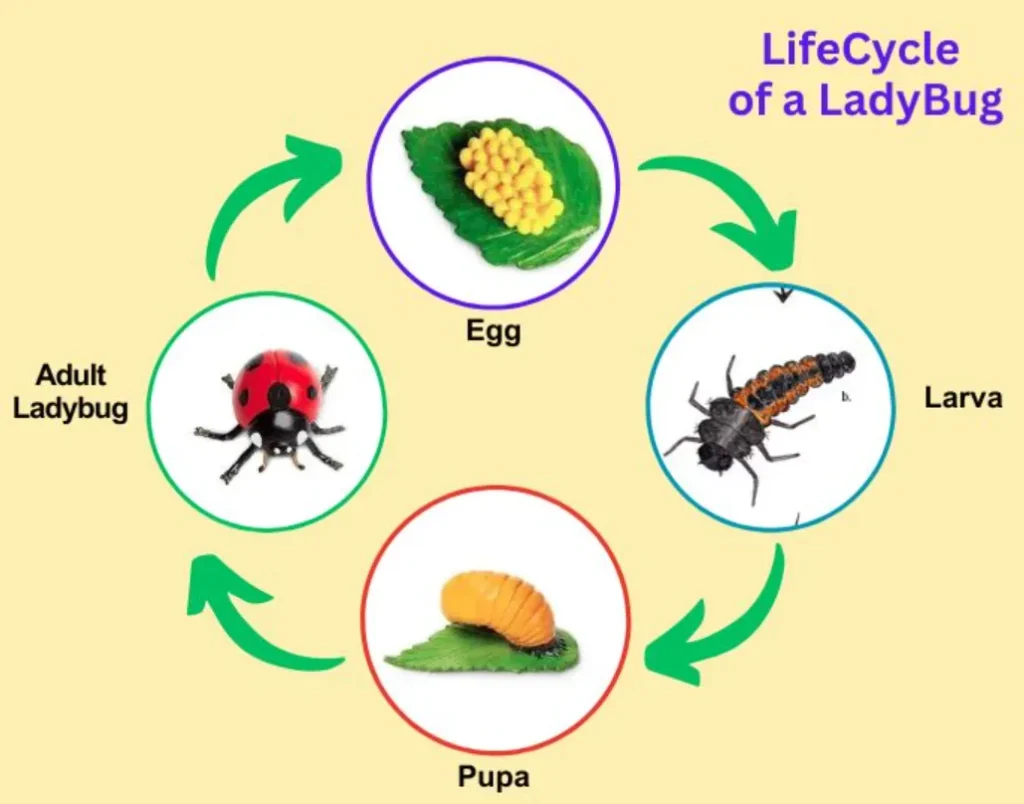 Lady Beetle Life Cycle