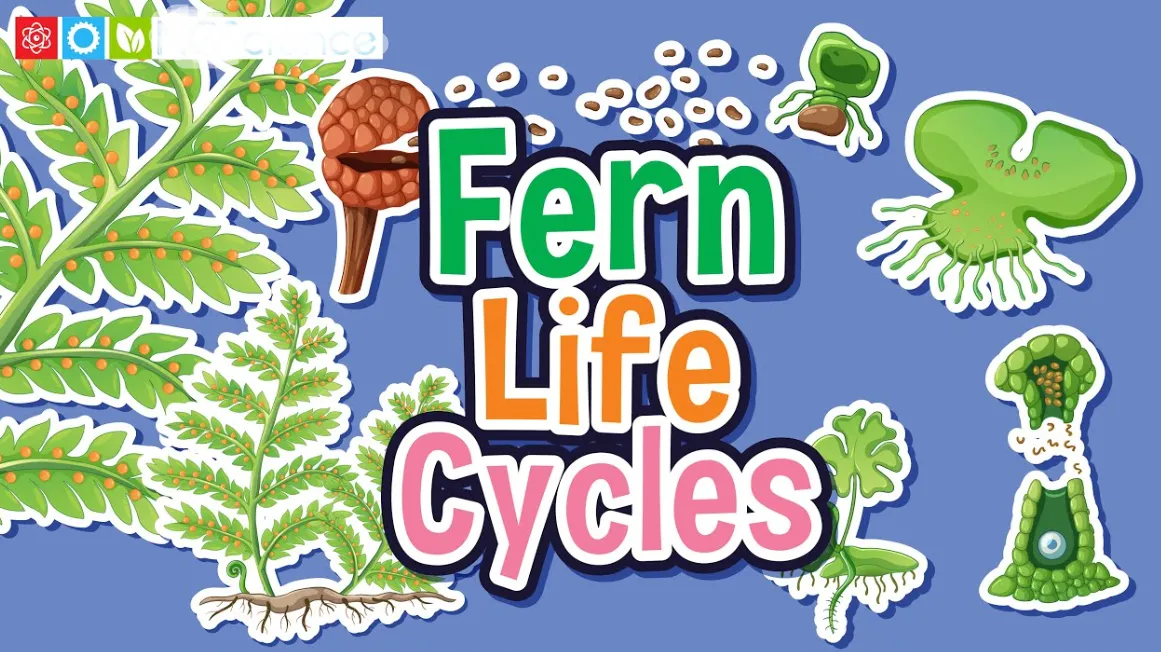 Life Cycle in Ferns