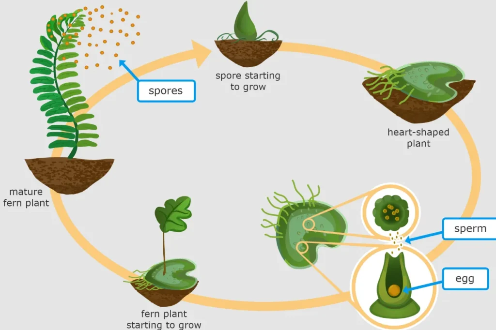 Life Cycle in Ferns
