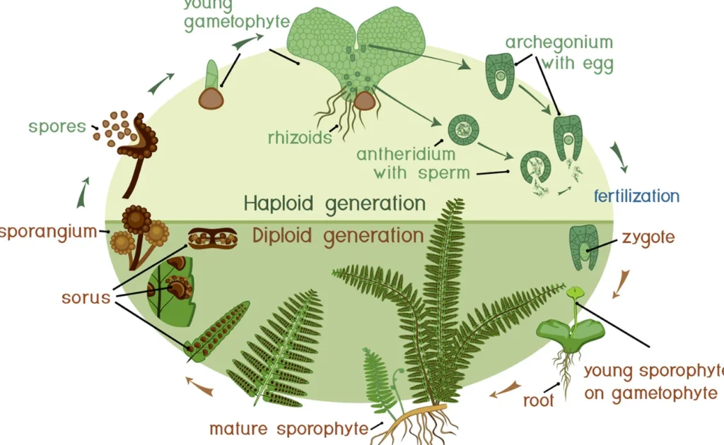 Life Cycle in Ferns