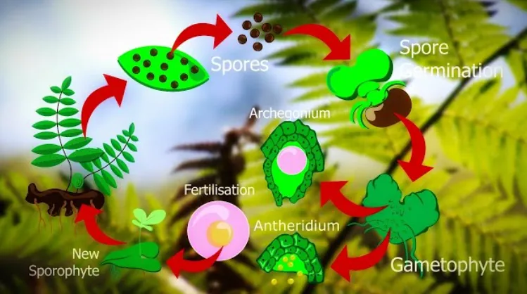 Life Cycle in Ferns
