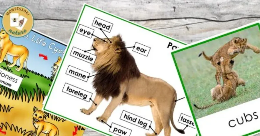 Life Cycle of African Lion
