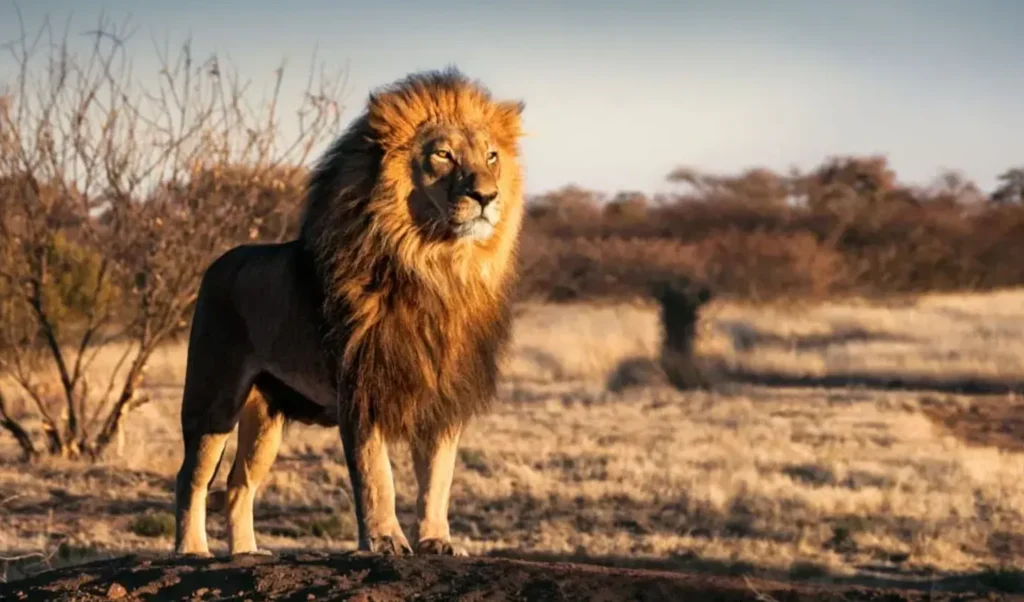 Life Cycle of African Lion