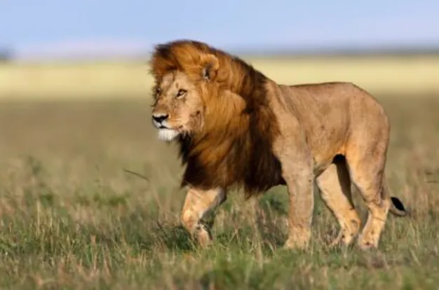 Life Cycle of African Lion