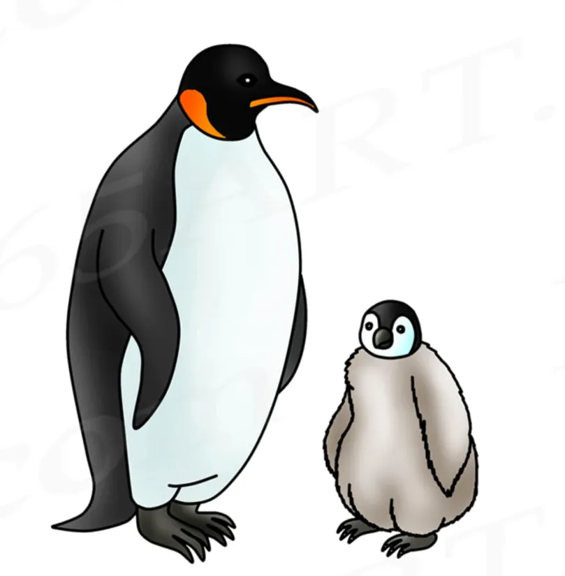 Life Cycle of Penguins