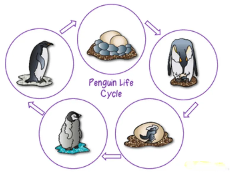 Life Cycle of Penguins