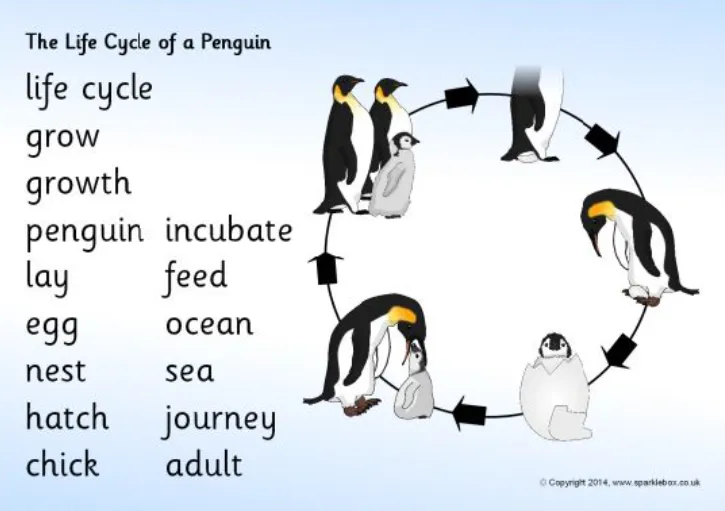 Life Cycle of Penguins