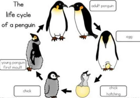 Life Cycle of Penguins