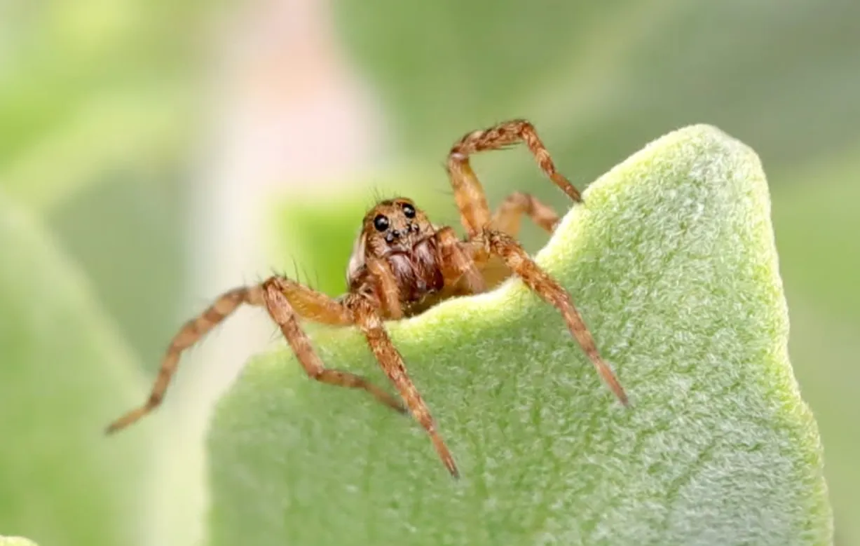 Life Cycle of Spider