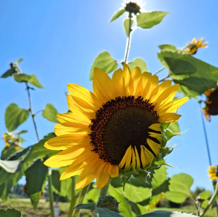 Life Cycle of Sunflower