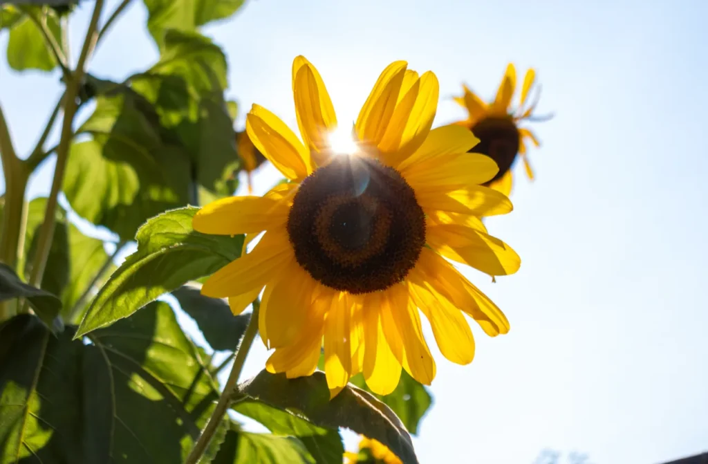 Life Cycle of Sunflower
