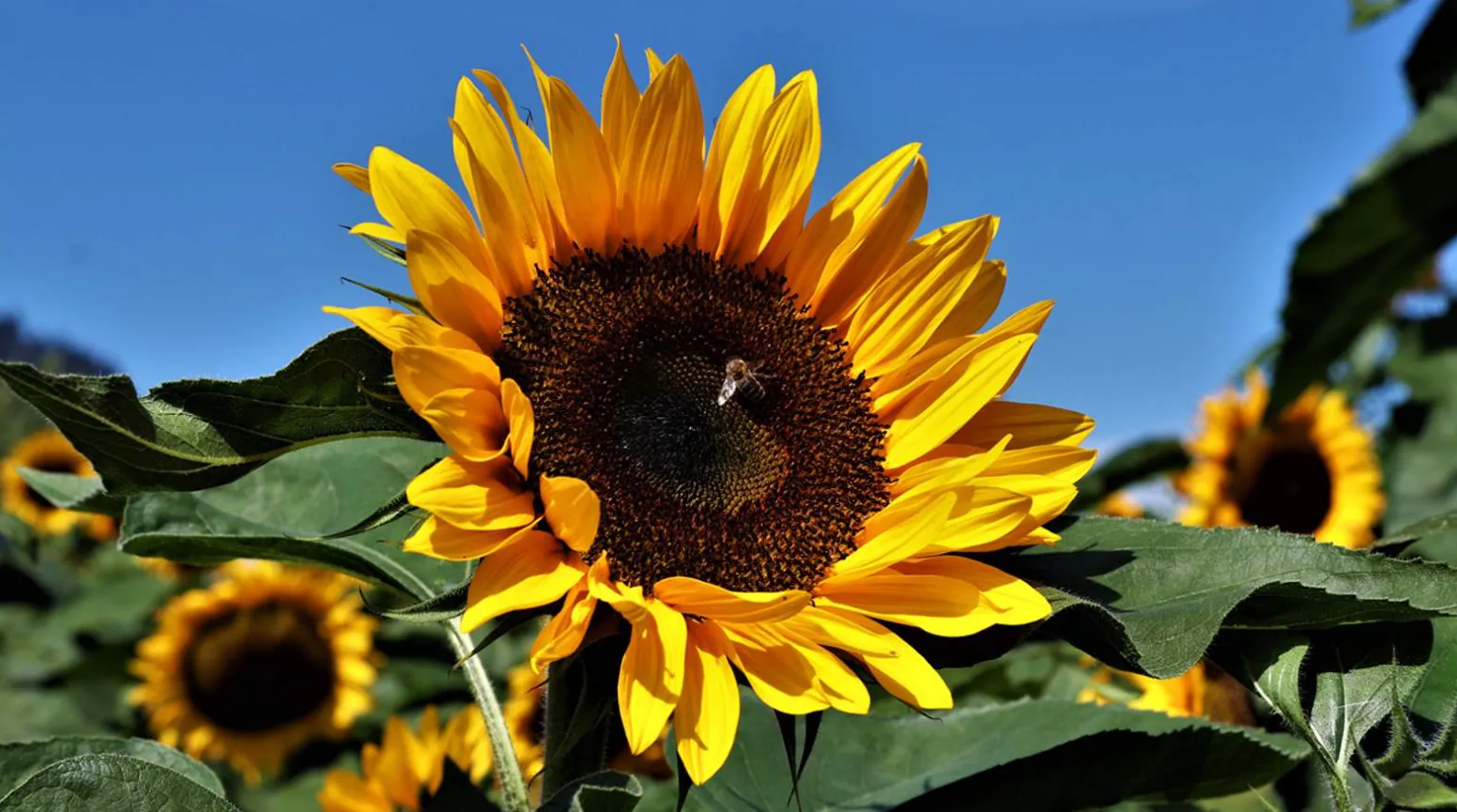 Life Cycle of Sunflower