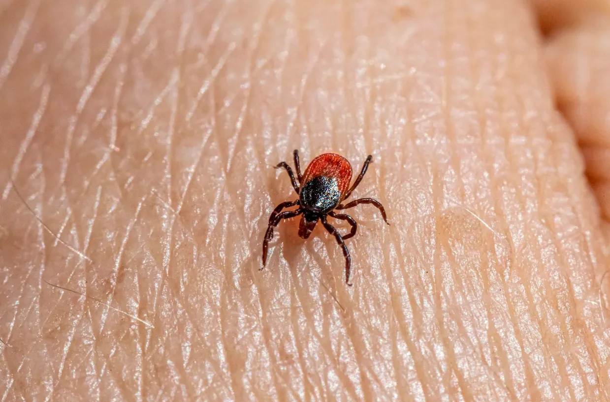 Life Cycle of Ticks