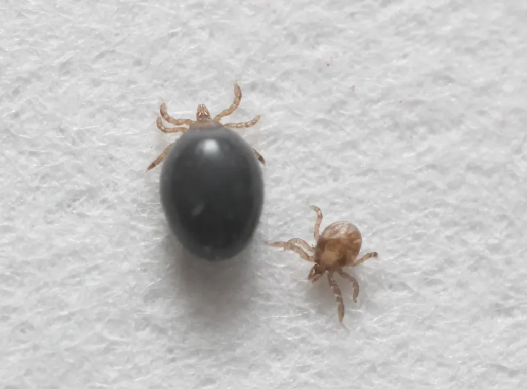 Life Cycle of Ticks