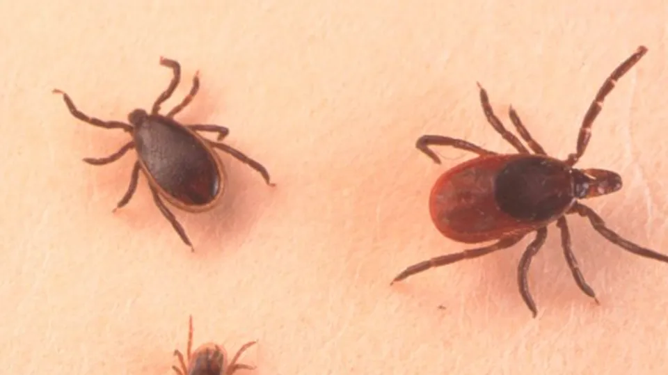 Life Cycle of Ticks