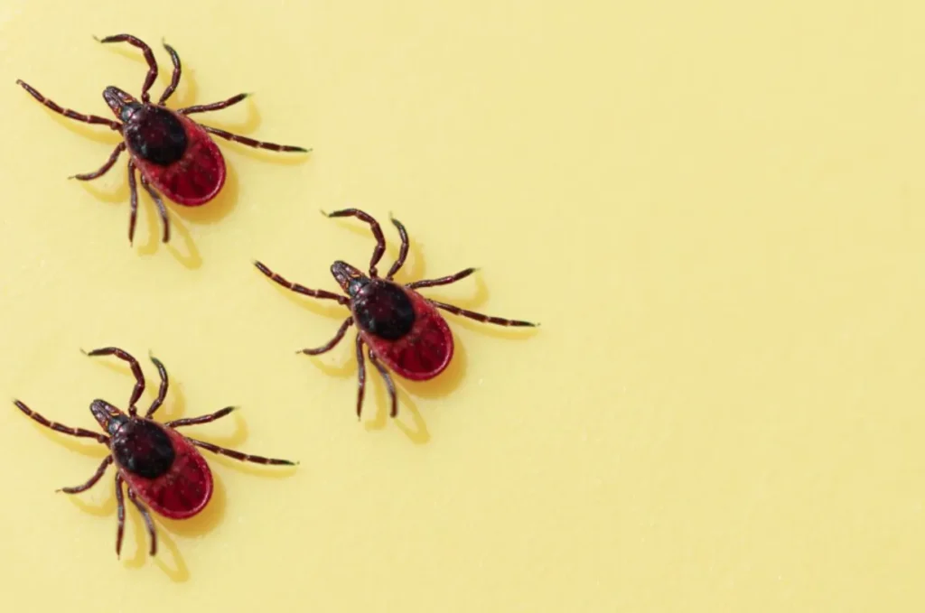 Life Cycle of Ticks