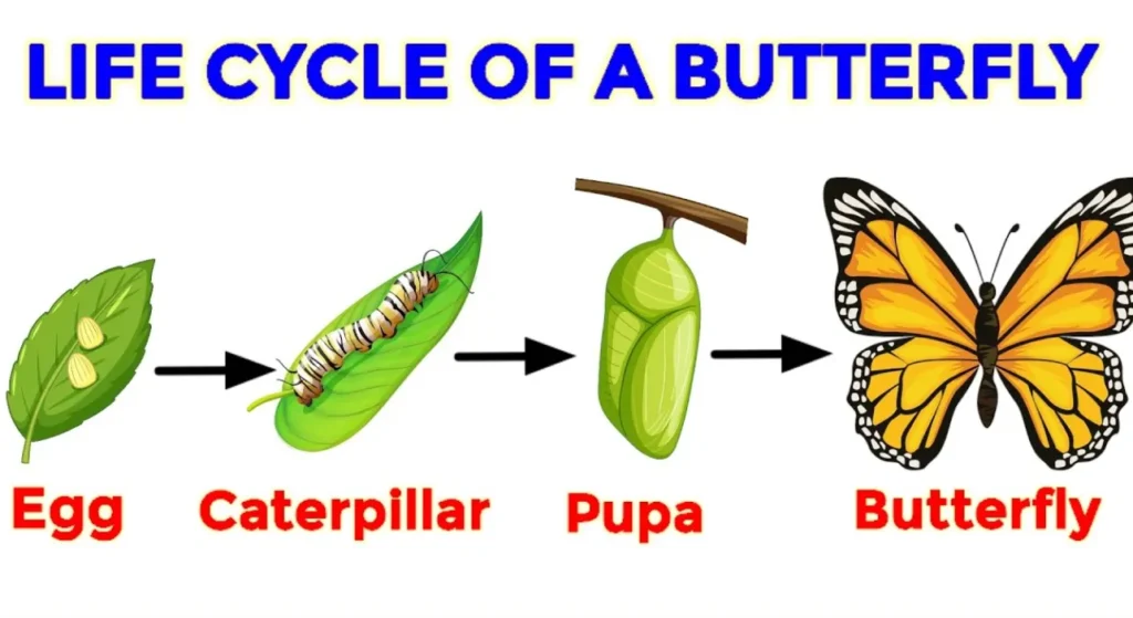 Life Cycle of a Butterfly
