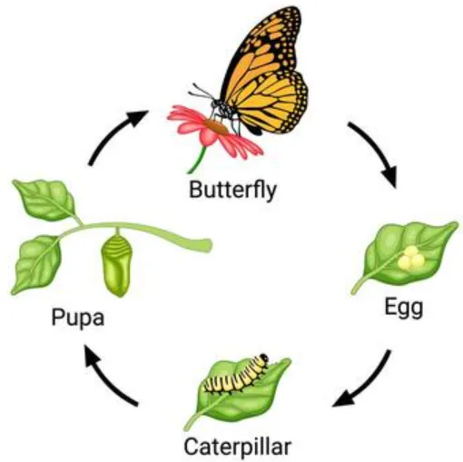 Life Cycle of a Butterfly