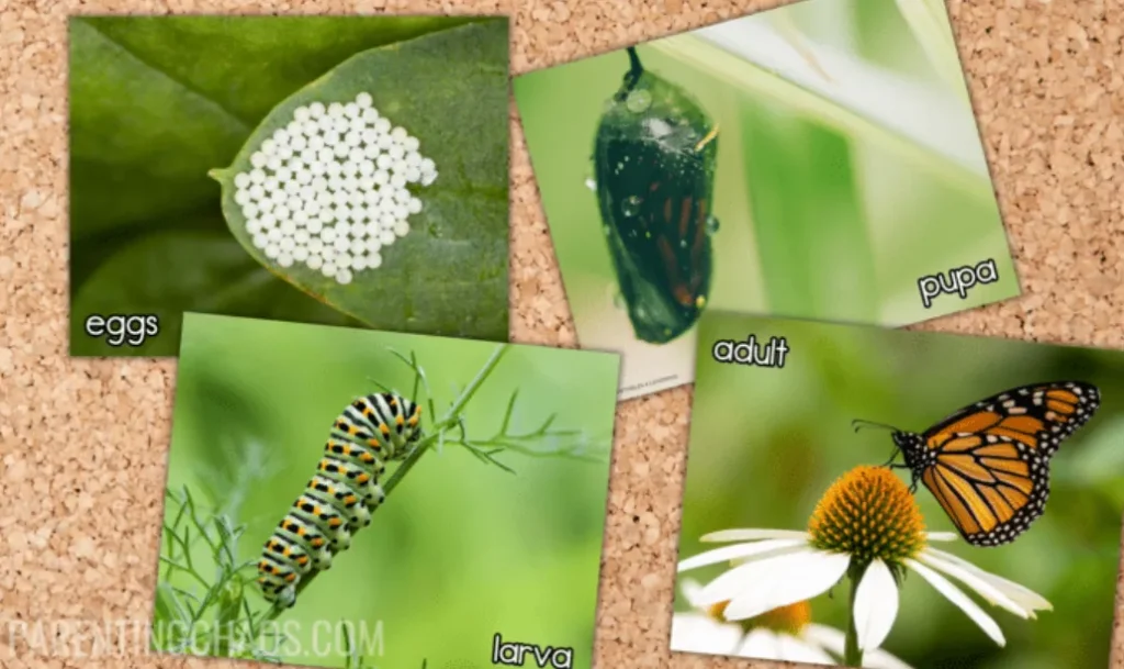 Life Cycle of a Butterfly