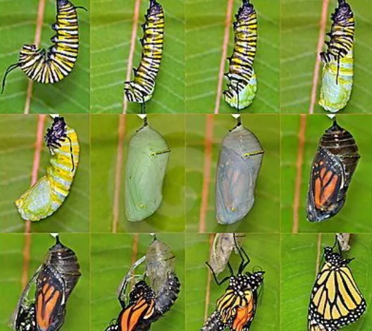 Life Cycle of a Butterfly